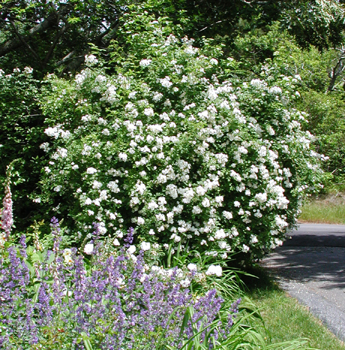 Multiflora