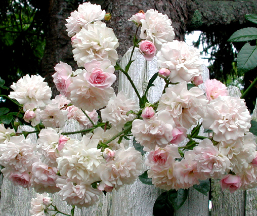 Debutante