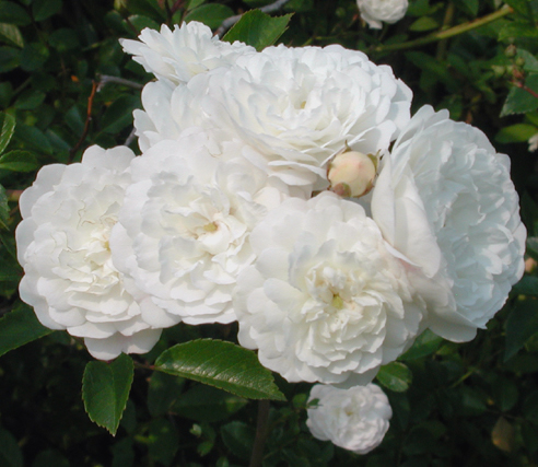 Lady Blanche