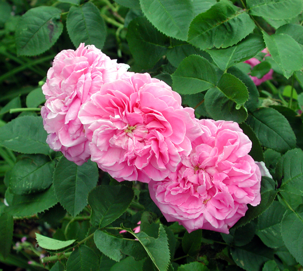 Rugosa