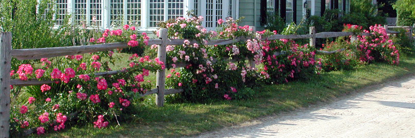 Rambler Roses