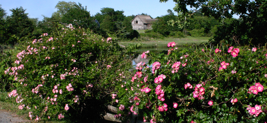 Rose Landscape