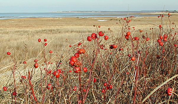 R. Virginiana hips
