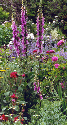 Mixed Border