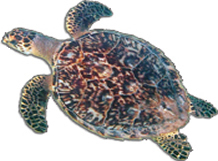 Hawksbill