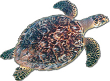 Hawksbill